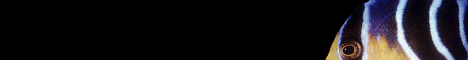 education4.gif (2387 bytes)