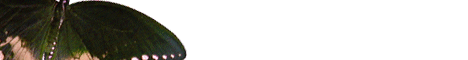 bug3.gif (2914 bytes)