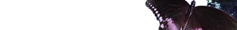 bug3.gif (2914 bytes)