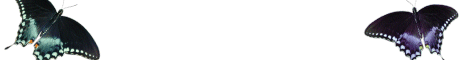 bug3.gif (2914 bytes)