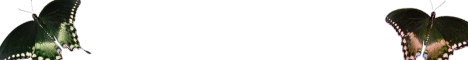bug3.gif (2914 bytes)