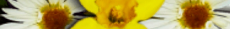 flower4.gif (2387 bytes)